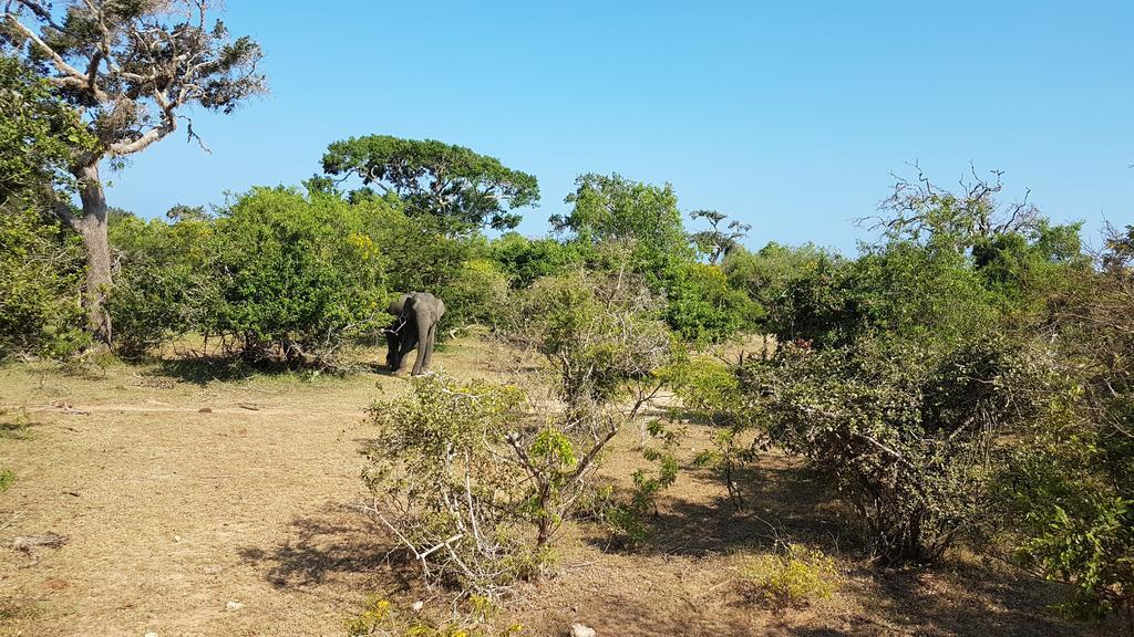 Wild Panthera Yala Tissamaharama Exterior foto